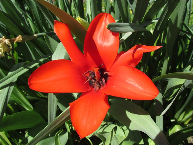 tulipan crveni